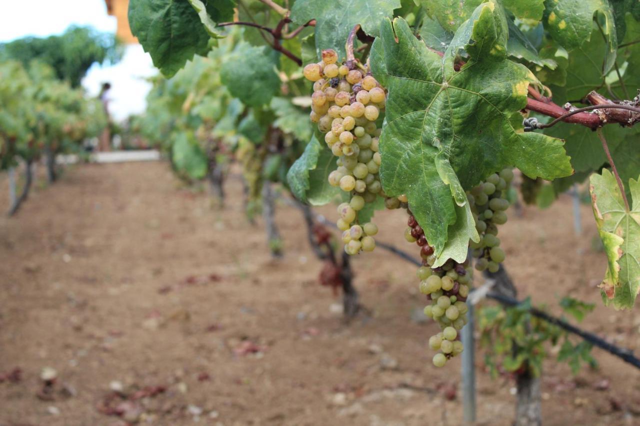 Chalet Las Vinas Icod De Los Vinos Zewnętrze zdjęcie